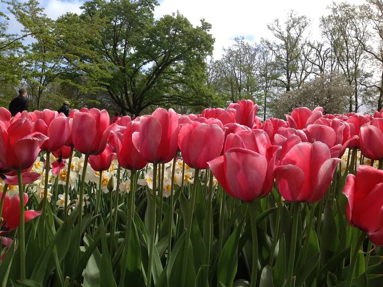 Ogród Keukenhof w Holandii jest największym ogrodem z kwitnącymi roślinami cebulowymi na świecie
