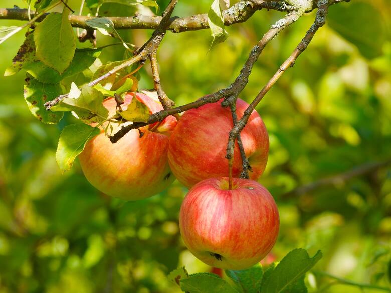 Sady jabłoniowe zajmują w Polsce największą powierzchnię spośród wszystkich drzew owocowych. Polska jest jednym z największych producentów jabłek w Europie.