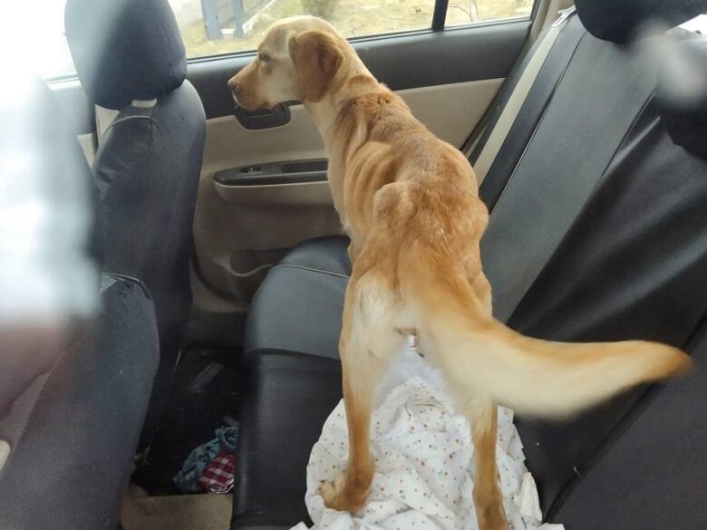 W marcu pracownicy Help Animals w Kaliszu odebrali wychudzonego psa Karmen.
