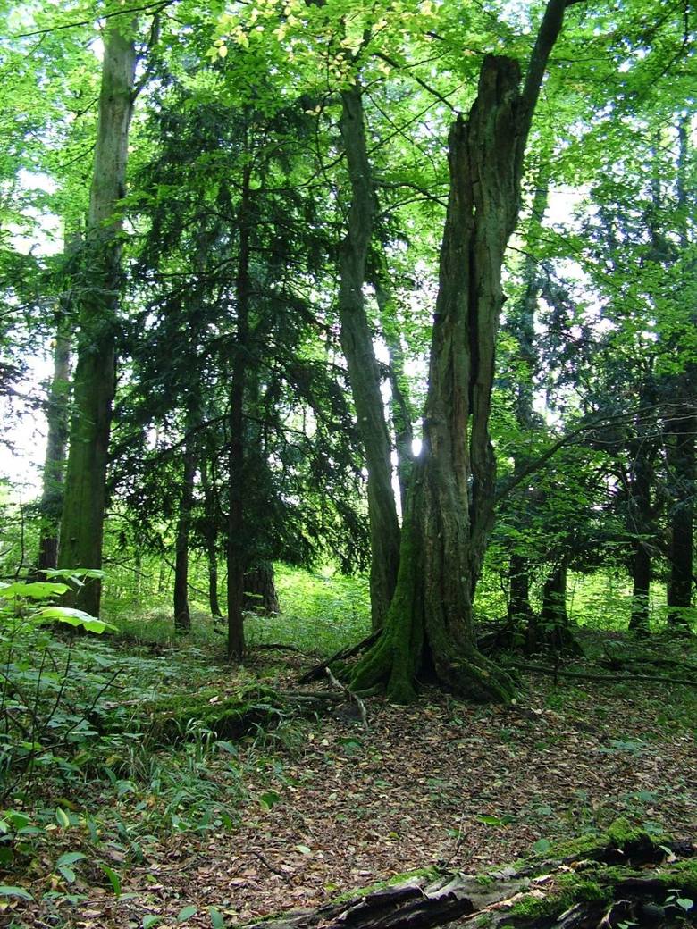 Jednym z najciekawszych miejsc w Borach Tucholskich jest rezerwat "Cisy Staropolskie im. Leona Wyczółkowskiego w Wierzchlesie", gminie Cekcyn.
