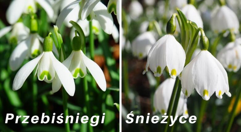 Nazwy przebiśnieg i śnieżyca (śnieżyczka) bywają używane zamiennie, ale to dwie różne rośliny.