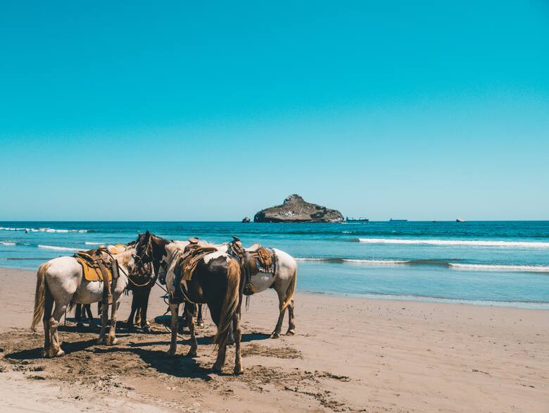 Grupa koni na plaży