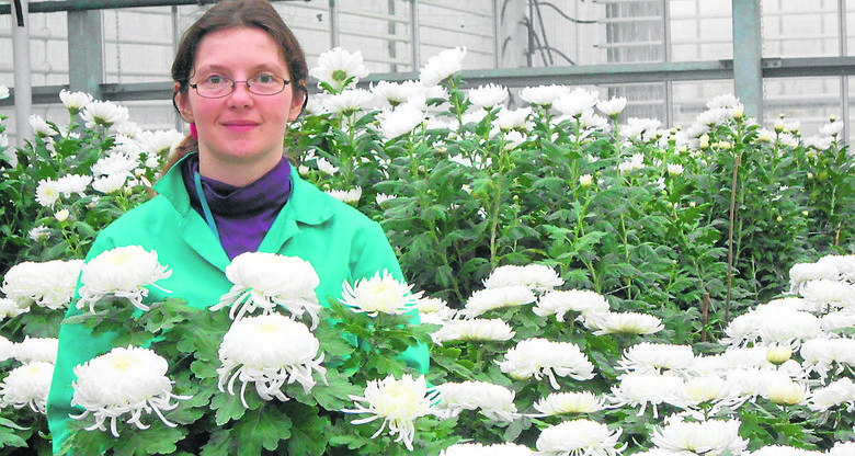 Katarzyna Macios z Rejonowego Przedsiębiorstwa Zieleni i Usług Komunalnych prezentuje  nowość w tym sezonie, chryzantemę wielkokwiatową, odmianę Angelys o białych kwiatach.  <br /> <br /> <br /> 