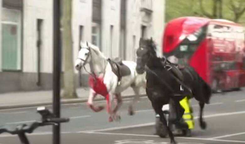 Konie biegły galopem przez ulice Londynu. Jeden zderzył się z autokarem i biegał cały we krwi