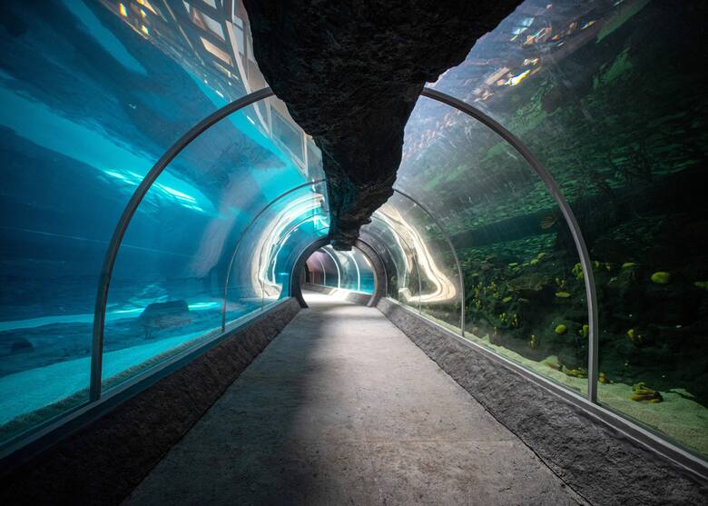 Sprytna konstrukcja tunelu pozwala podglądać życie podmorskich stworzeń.