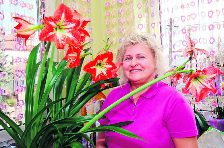 Agnieszka Zielińska z ul. Burtowej odziedziczyła swój amarylis (hippeastrum), zwany też gwiazdą rycerską, po babci. Roślina ma już ponad 50 lat.
