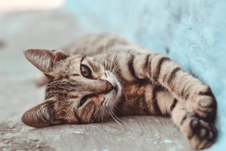 Zoopsycholog: Pozwólmy kotom oglądać programy przyrodnicze i słuchać klasycznej muzyki 