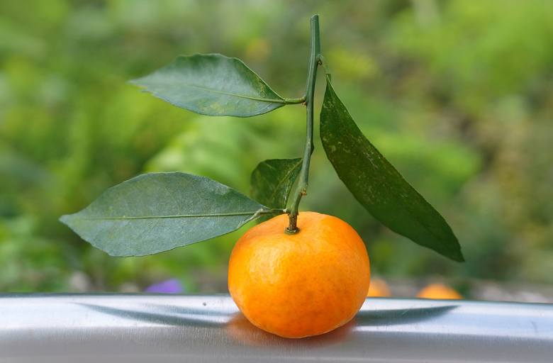 Na diecie DASH między posiłkami można przekąsić mandarynkę lub inny owoc, których nie zjadło się w ramach posiłku.