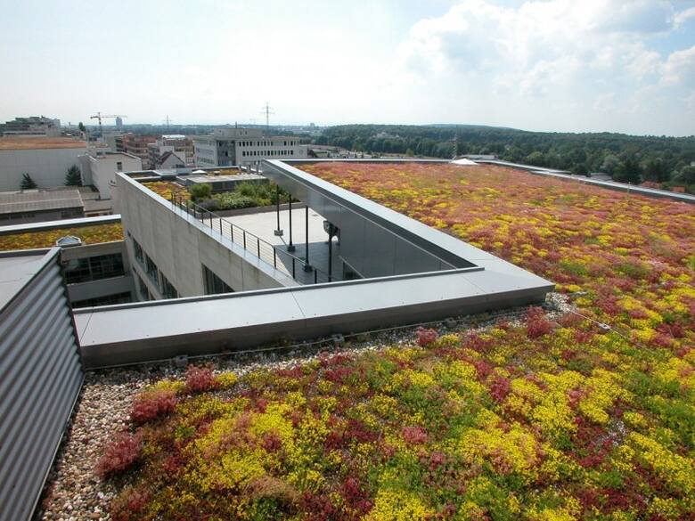 Dachy zielone ekstensywne pokrywa się roślinnością o małych wymaganiach.
