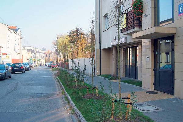 Na ul. Piasecznej posadzono około 60 głogów. Niektóre<br>drzewa na ul. Korzeniowskiego (na mniejszym zdjęciu) zostały popodcinane przez mieszkańców, żeby nie rosły. 
