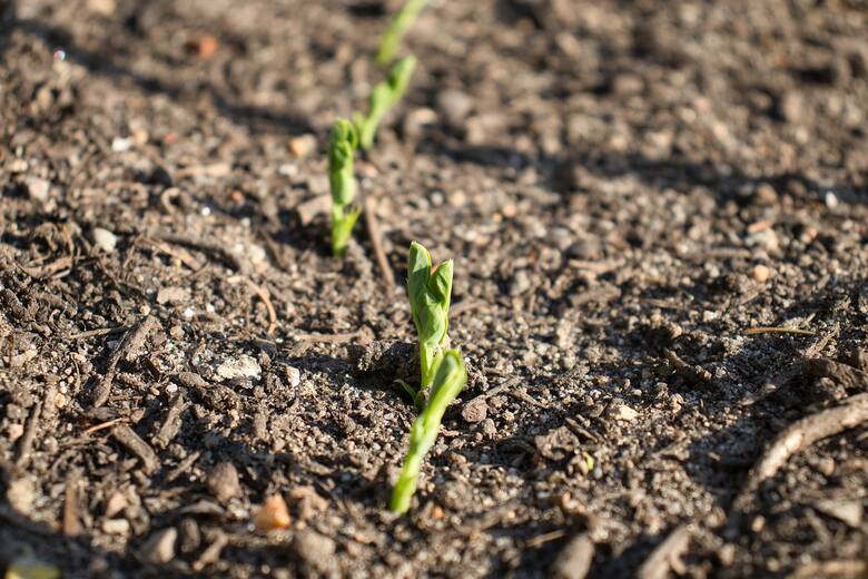 Instytut Ogrodnictwa: Zdrowe, nieuszkodzone nasiona o wysokiej zdolności kiełkowania, należy wysiewać możliwie najwcześniej do wilgotnej gleby, od połowy