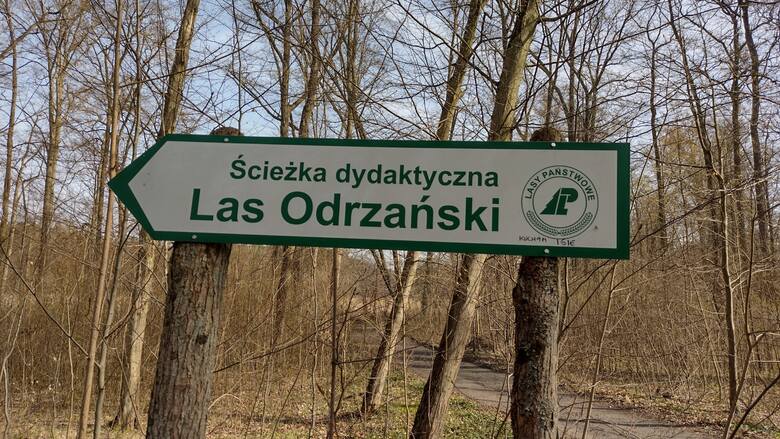 W Lesie Odrzańskim można wędrować wyznaczoną ścieżką dydaktyczną