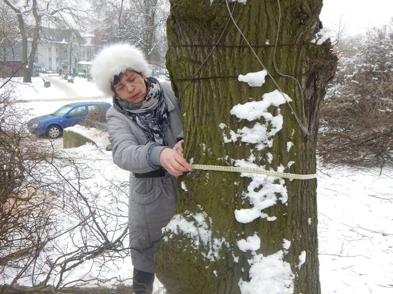 - Ta lipa rośnie tu ponad 70 lat i ma w obwodzie 165 cm - mówi Krystyna Gruchociak, która do końca chciała ocalić piękne drzewo