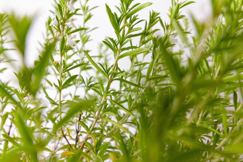 Bylica estragon (Artemisia dracunculus)