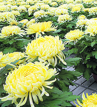  <br /> Odmiana Angelys o żółtych kwiatach bije rekordy sprzedaży, kwiaty są ładne kilka tygodni. 