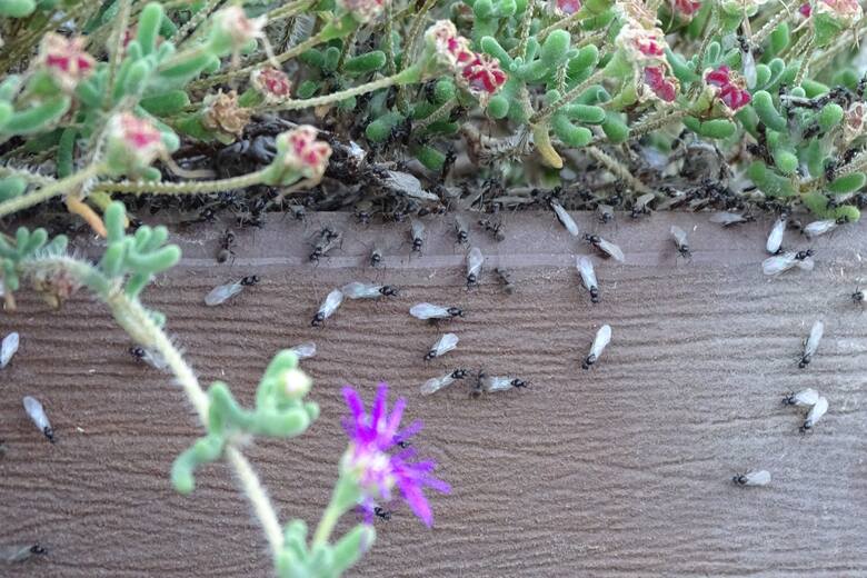 latające mrówki w doniczce