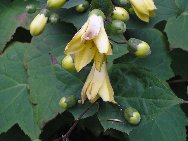 Kirengeszoma<br /> Piękna bylina doskonale nadająca się jako sąsiedztwo hortensji. Ma podobne też do nich wymagania. Atrakcyjne są także duże, dłoniaste liście, około 20 centymetrowe. Roślina dorasta do metra, a pochodzi z wilgotnych, japońskich lasów. Kwitnie na żółto pod koniec lata lub wczesną...