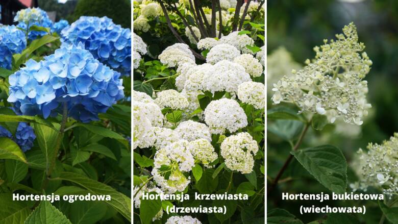 Hortensja ogrodowa ma kuliste kwiatostany o dużych i kolorowych kwiatach. Hortensja krzewiasta również ma kuliste kwiatostany, ale białe lub zielonkawe