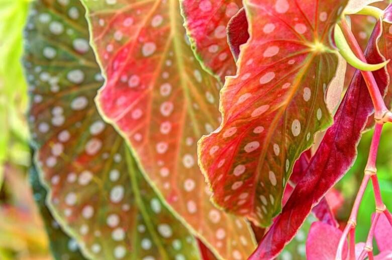 Spodnia część liści begonii koralowej przez przebarwiona na czerwono.