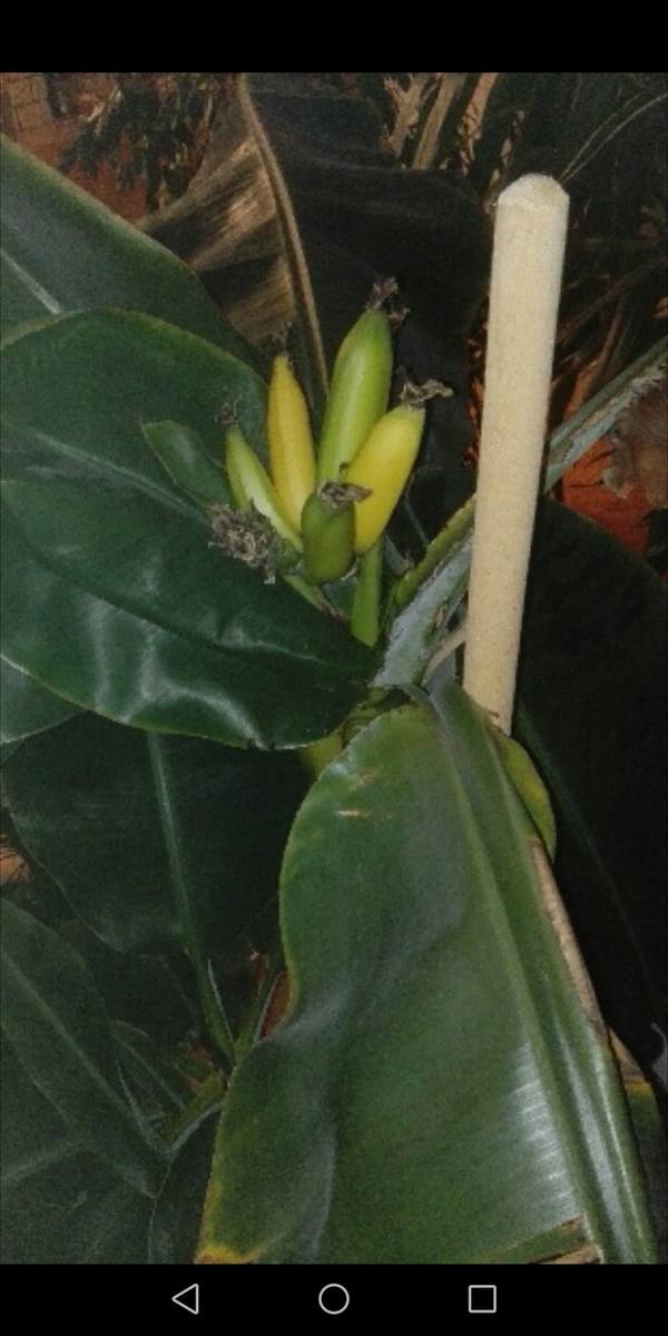 Po 16 latach na bananowcu słupszczanki pojawiły się owoce. Banany właśnie dojrzewają