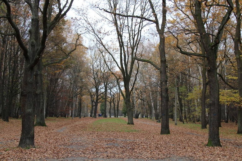 Park Zielona w Dąbrowie Górniczej wygląda ciekawie o każdej porze roku 