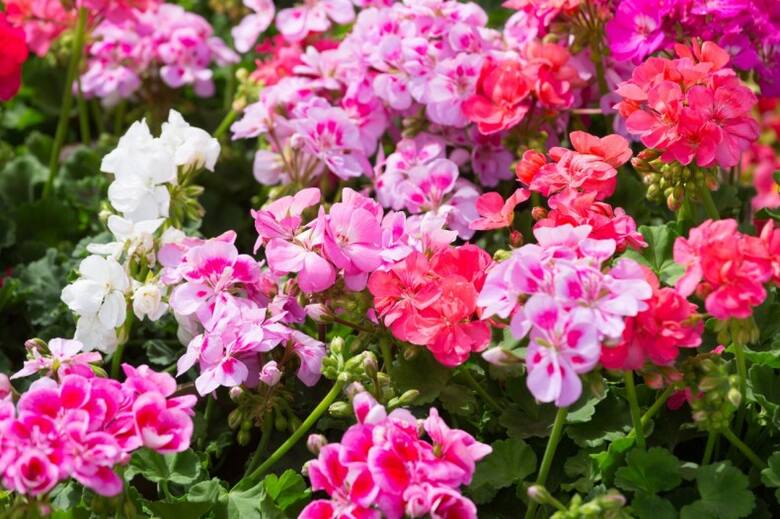 Pelargonie należą do ulubionych kwiatów balkonowych i rzeczywiście mają dużo zalet.