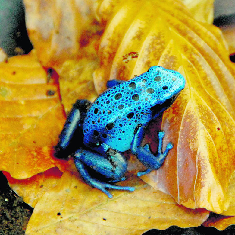 Niebieska żaba nadrzewna z Ameryki Południowej i Środkowej.