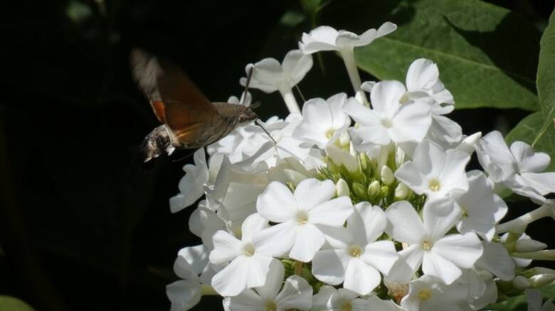 Fruczak gołąbek to motyl z rodziny zawisakowatych. Kiedy żeruje nie siada na roślinie, ale "zawisa" w powietrzu jak koliber.