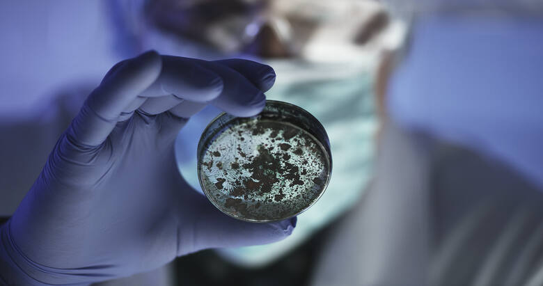 Naukowiec oglądający z bliska próbki laboratoryjne w szalce Petriego