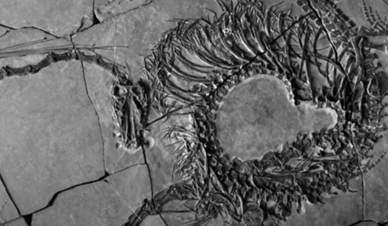Odkryto skamieliny sprzed 240 mln lat. Okazał się dinozaurem