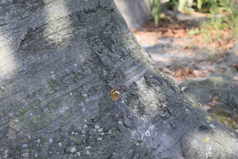 Ktoś zabija drzewa na cmentarzu świętego Józefa. Policja prowadzi śledztwo