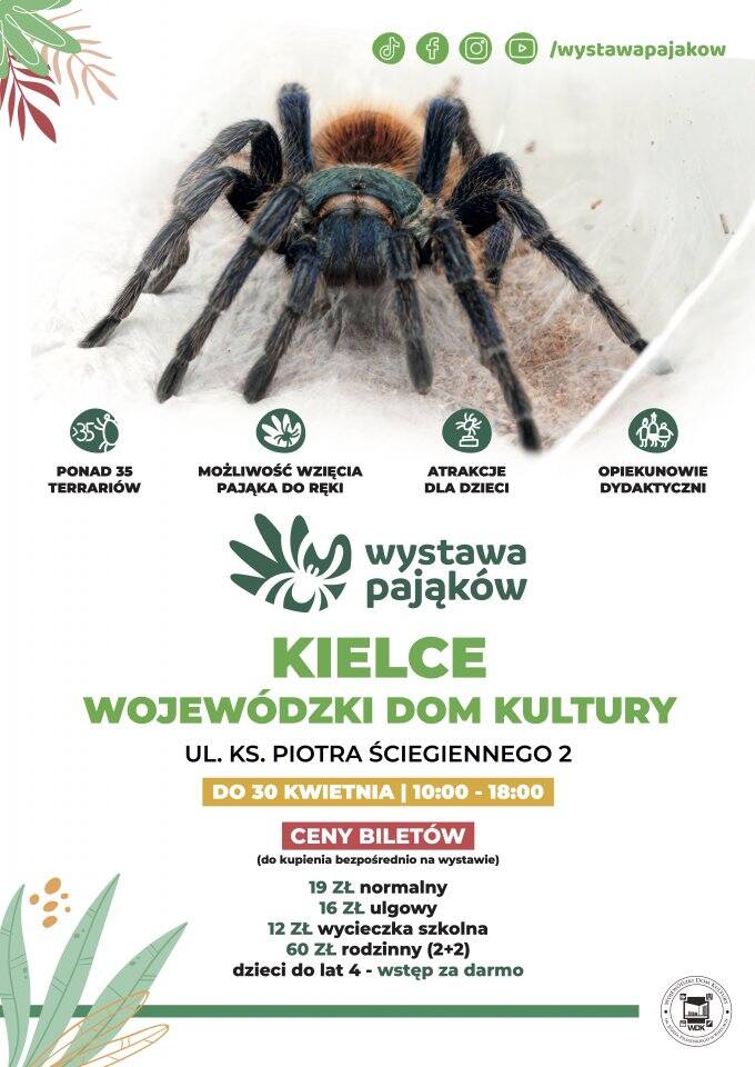 Wystawa pająków i skorpionów w Kielcach. Zobaczymy niesamowite okazy