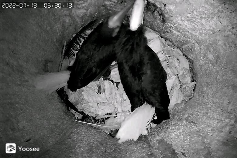 Dzioborożce palawańskie: mama i młode tuż przed wydostaniem się z gniazda