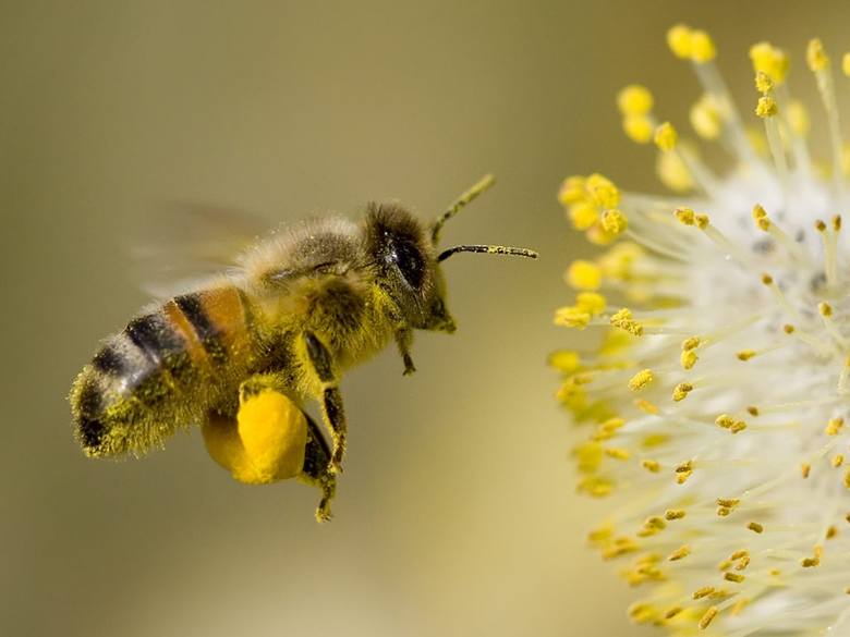 do zatrucia pszczelich rodzin doszło latem 2015 roku. Zginęły wówczas 152 rodziny pszczół
