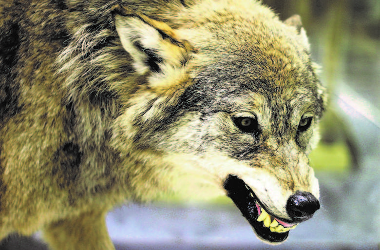 Ludzie w Bieszczadach mówią, że wilki przestały bać się ludzi.
