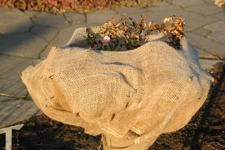 Jako zimową osłonę roślin można wykorzystać tkaninę jutową, agrowłókninę, słomiane i trzcinowe maty. Można wykorzystać też stroisz, czyli gałązki drzew