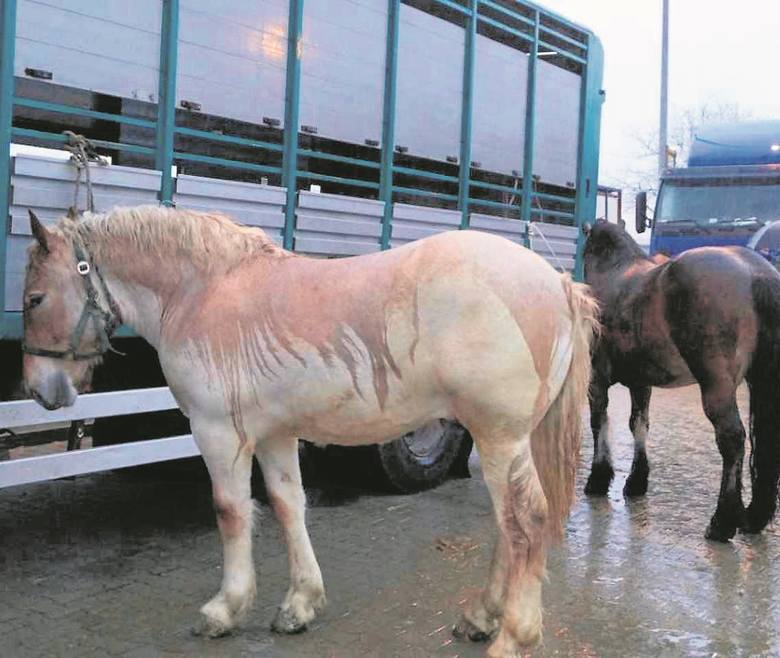 Największy i najstarszy jarmark koński w Polsce i Europie w XX wieku stał się symbolem cierpienia koni