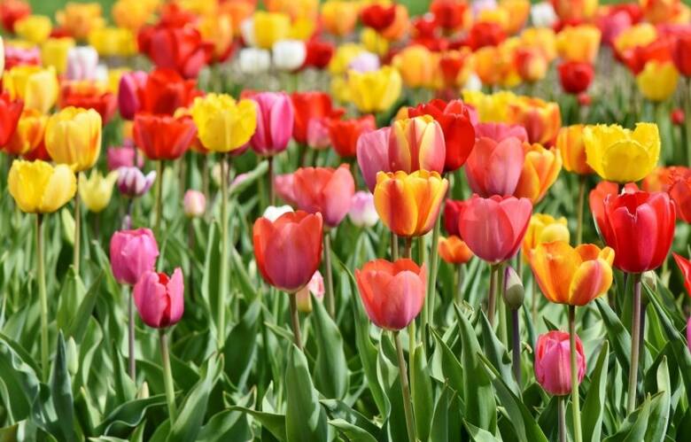 Wybór gatunków i odmian tulipanów jest olbrzymi.