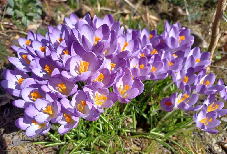 Krokusy i przebiśniegi mogą zakwitać już w lutym i na początku marca. Zobacz 15 kwiatów, które pojawiają się najwcześniej.