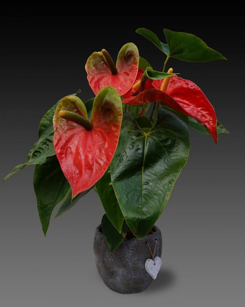 Anturium jest rośliną cenioną za niezwykle efektowne kwiatostany oraz intensywnie błyszczące, ciemnozielone liście. Coraz częściej można spotkać odmiany