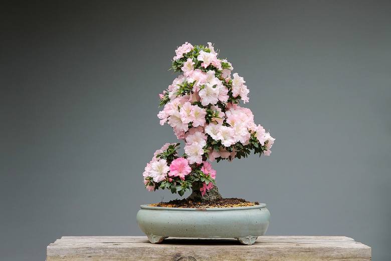 Azalia jak drzewko bonsai wygląda pięknie. Niestety pielęgnacja takiego miniaturowego drzewka wymaga wiedzy, cierpliwości i odpowiednich narzędzi. 