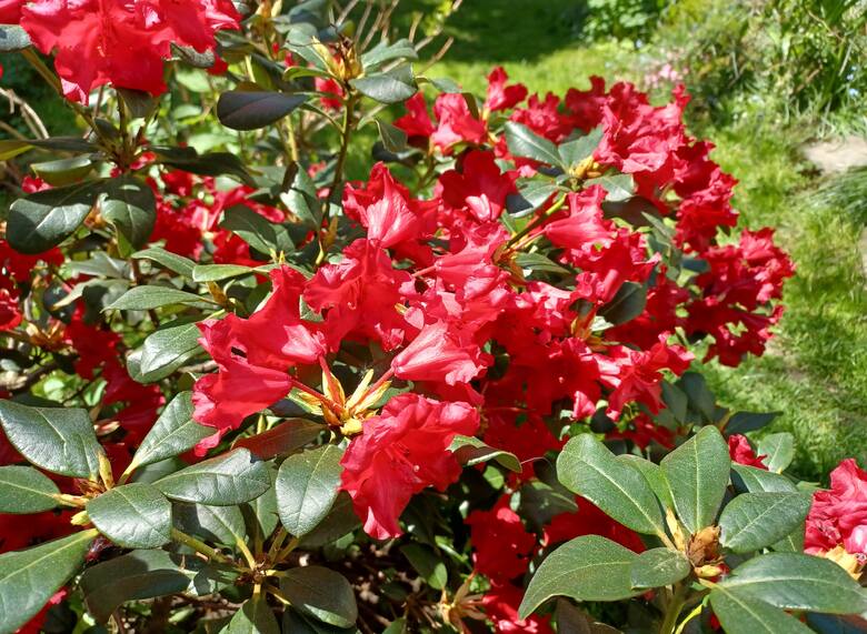Rododendron rozesłany ma intensywnie czerwone kwiaty, które pojawiają się już na początku maja, a jeśli jest ciepło, to nawet w kwietniu.
