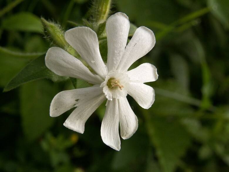 Współczesna kuzynka najstarszej rośliny świata - lepnica biała rośnie pospolicie w Polsce.