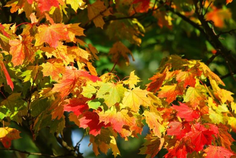 To jak bardzo intensywnie będą wybarwione liście jesienią zależy od pogody oraz stanowiskach. W miejscach słonecznych liście mają bardziej intensywne