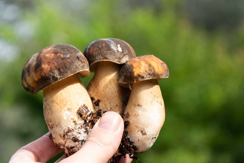 ogromne ilości grzybów w lesie