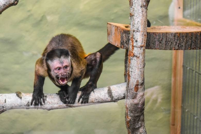 Małpka kapucynka zamieszkała w Starym Zoo