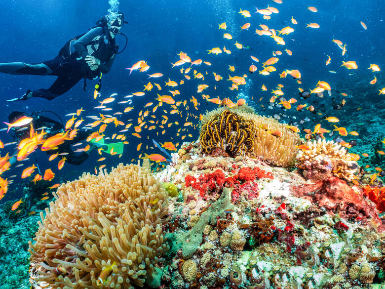 Rafa koralowa na Malediwach