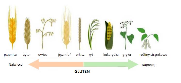 Zawartość glutenu w wybranych roślinach.