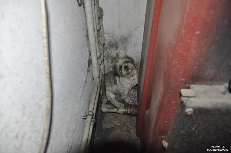 W 2015 roku hodowcom w Puszczykowie (powiat grodziski) odebrano 53 psy, które żyły w skrajnie złych warunkach. Choć jeden z nich otrzymał od sądu 10-letni zakaz posiadania zwierząt i prowadzenia związanej z tym działalności, nic sobie z tego nie zrobił. W ubiegłym tygodniu przeprowadzono kontrolę...