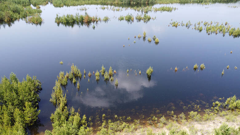 Setki drzew znalazły się na dnie zalewiska w Hutkach